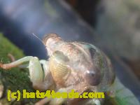 /home//u458753944/public_html/sourcegallery/////Insects and small critters/aphids cicadas lanternflies and true bugs (Hemiptera)/P1140001.JPG